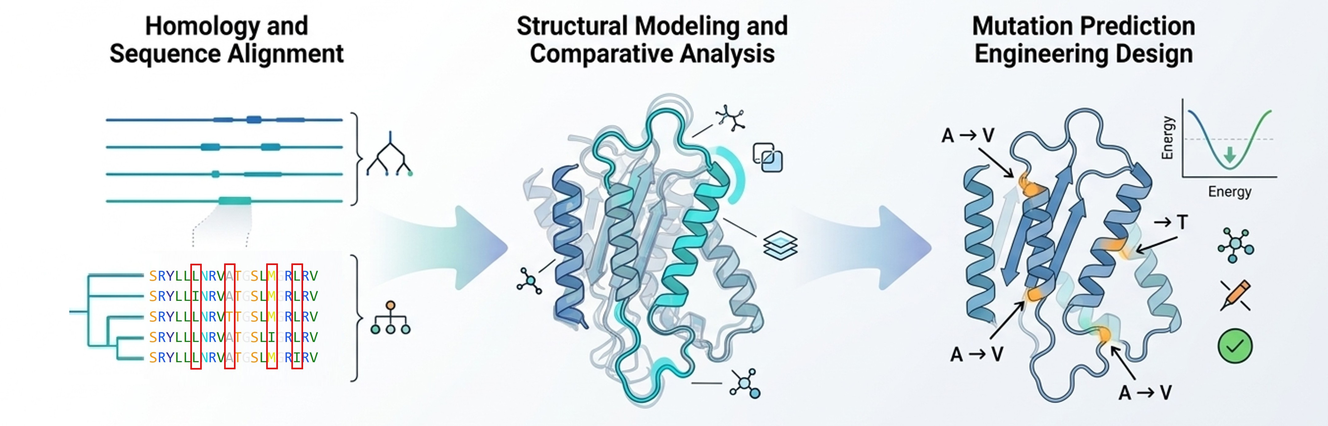 Computational analysis and homology modeling for engineered enzymes