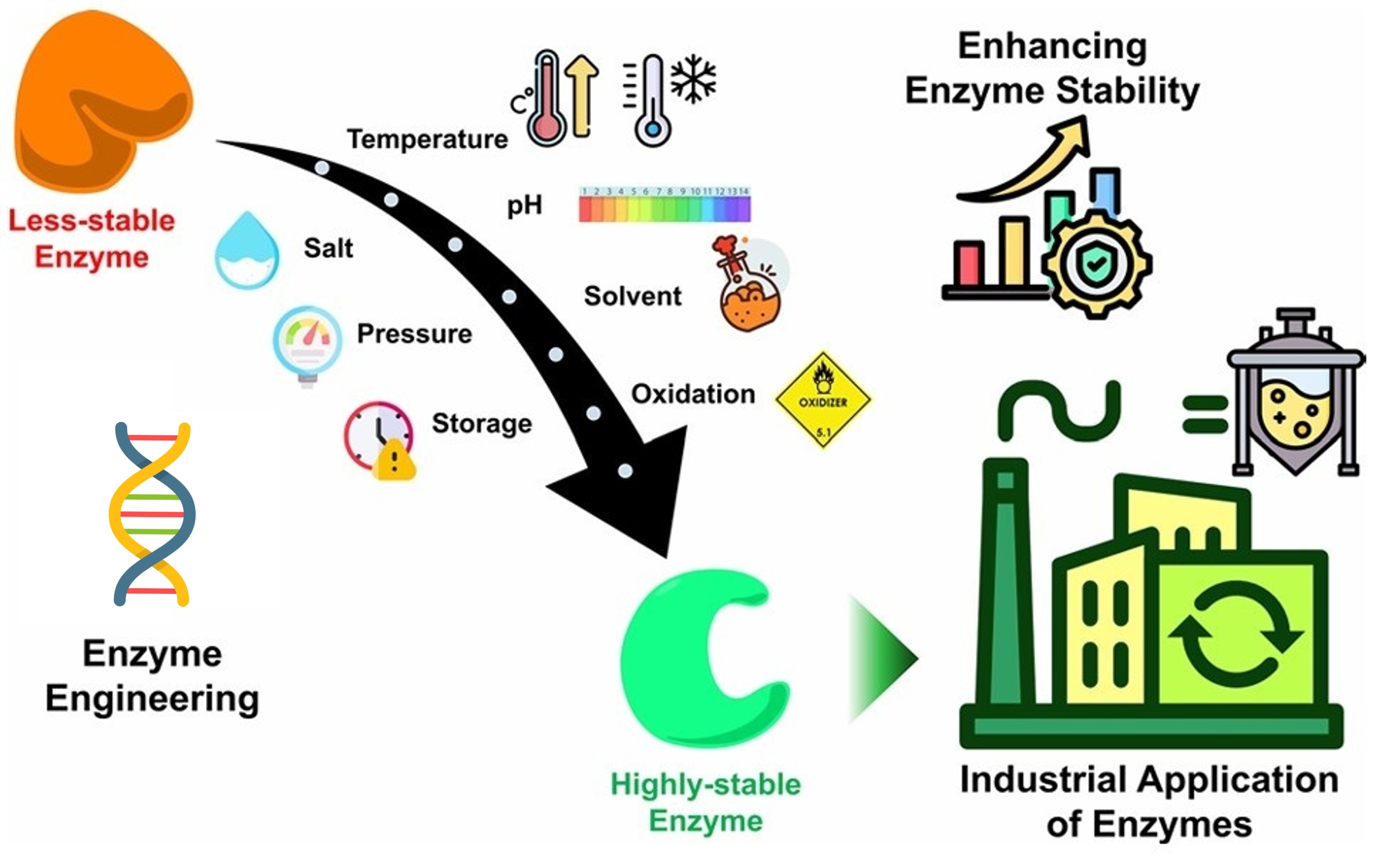 Strategies for enhancing enzyme stability in industrial applications