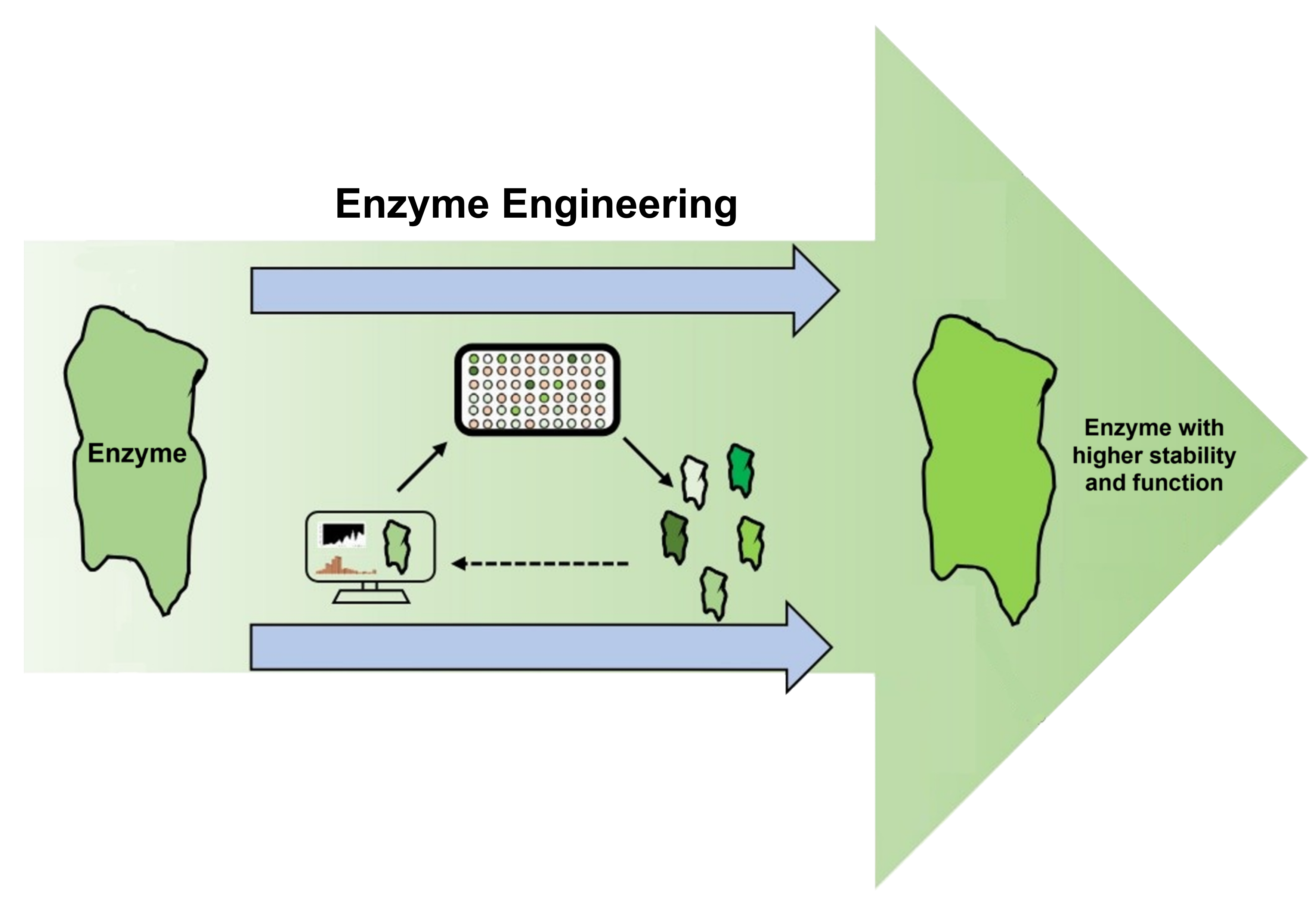 Protein engineering for enhanced and diversified natural product biosynthesis