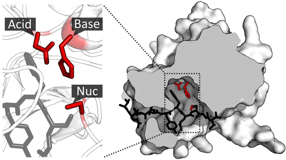 Enzyme stabilization by protein engineering services at Creative Enzymes