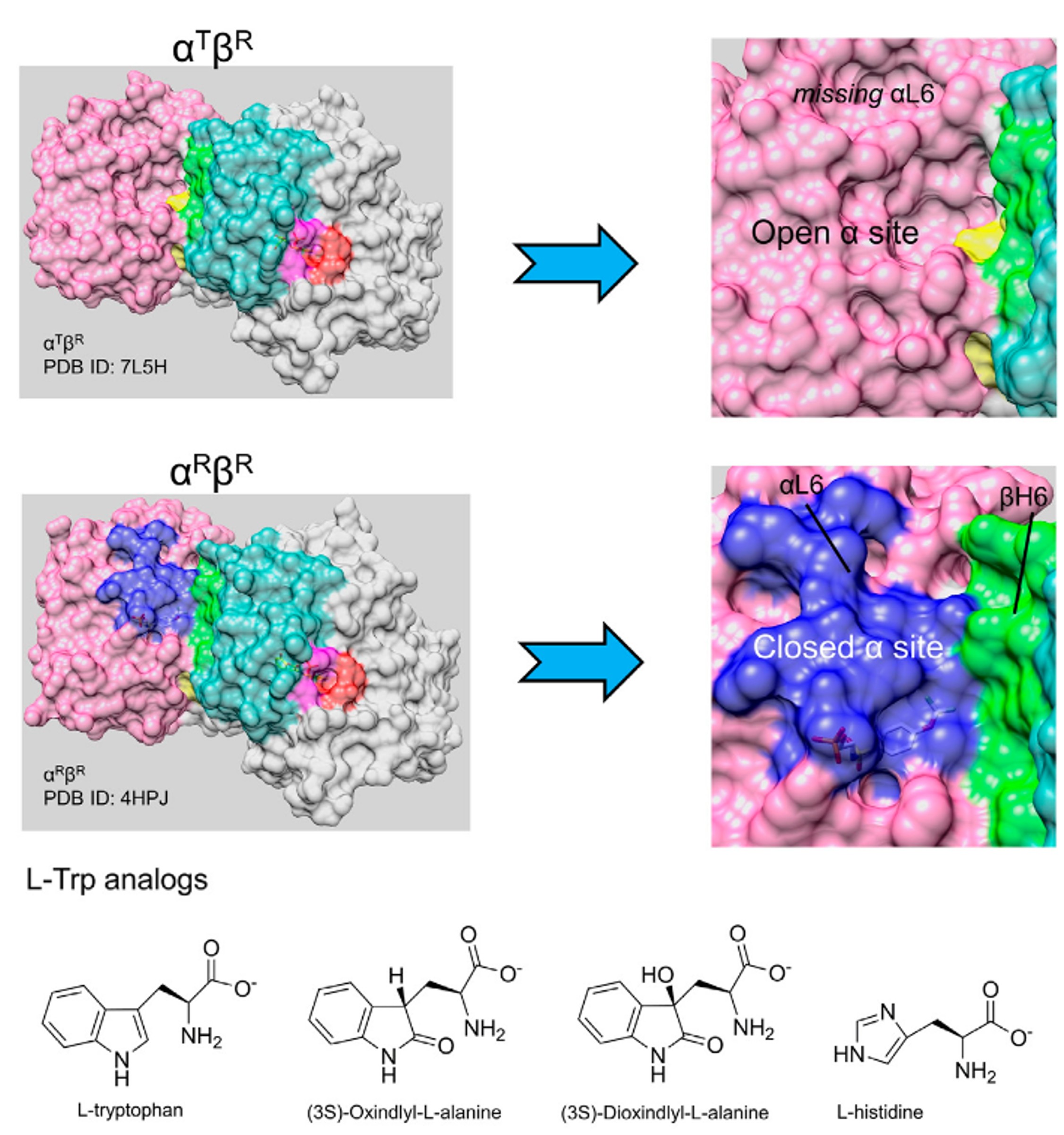 Allosteric regulation of substrate channeling in Salmonella typhimurium tryptophan synthase