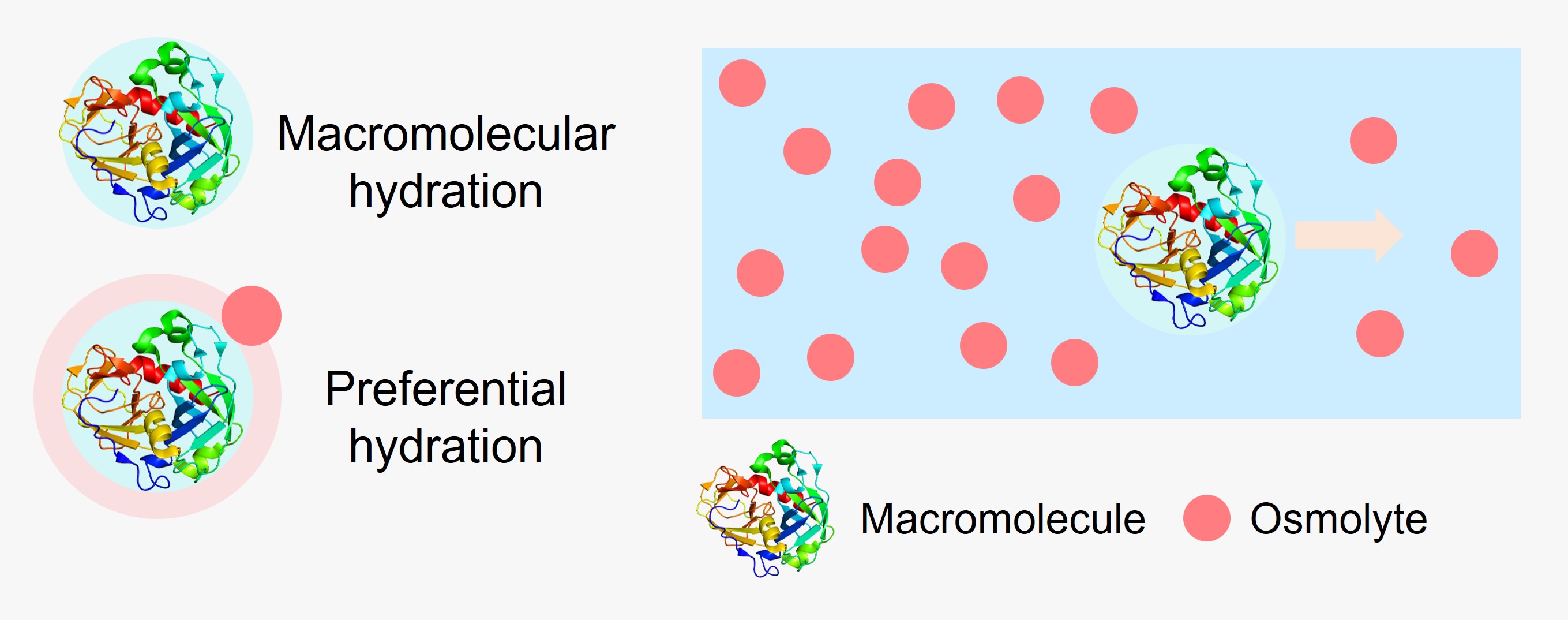 Macromolecular hydration and osmolyte–macromolecule interactions