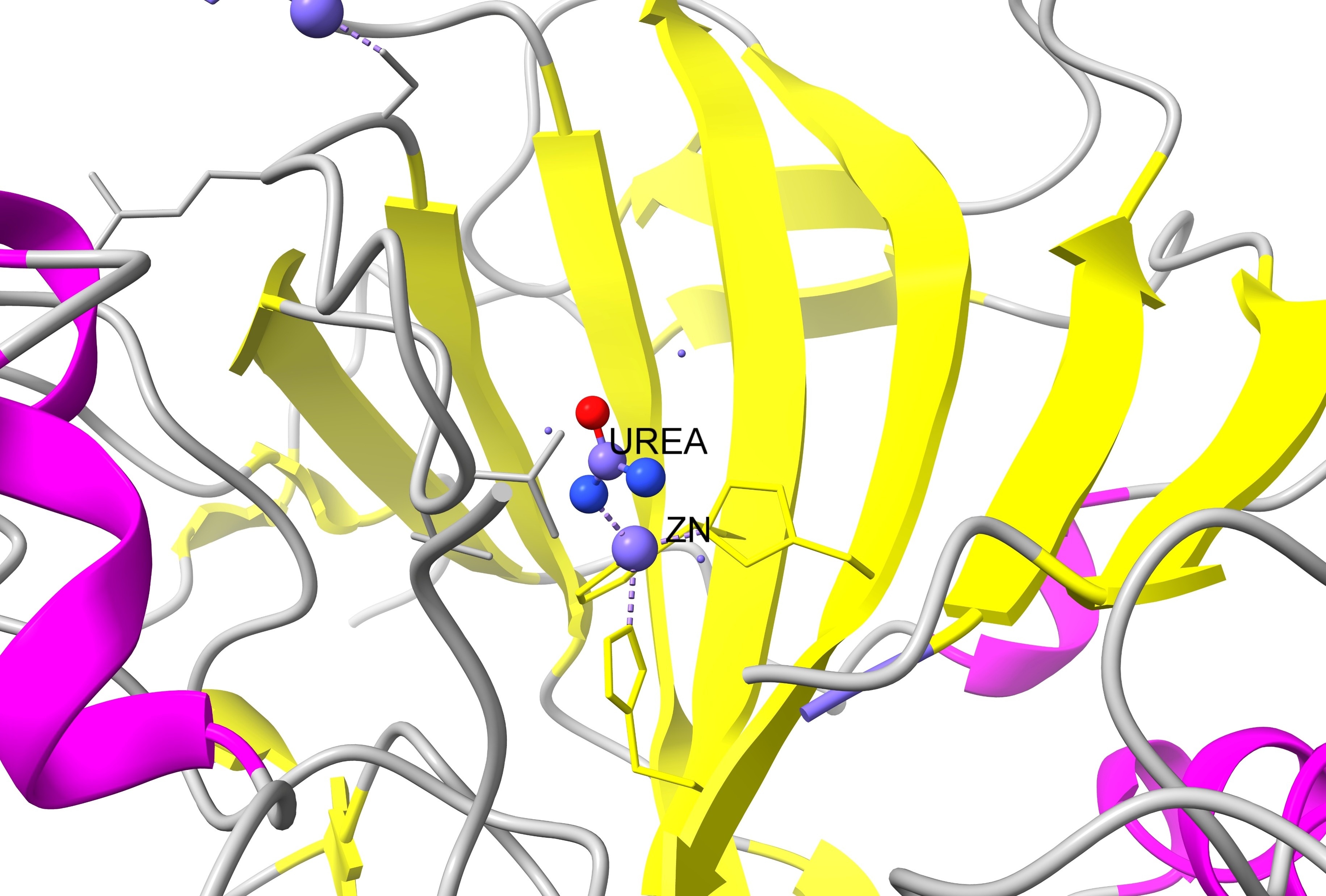 Human carbonic anhydrase II with zinc ion (metalloenzyme example)