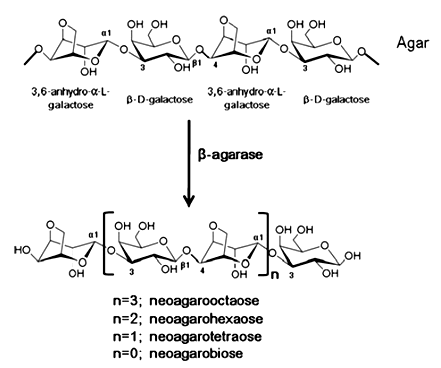 Enzyme Activity Measurement for Beta-Agarase