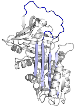 Protein structure of Alpha-1 Antitrypsin.
