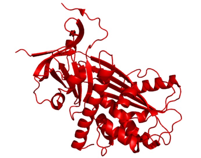 Structure of α2-AP.