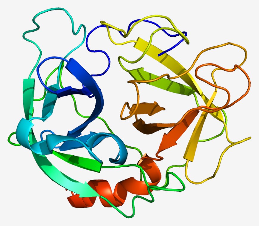 Structure of neutrophil elastase.