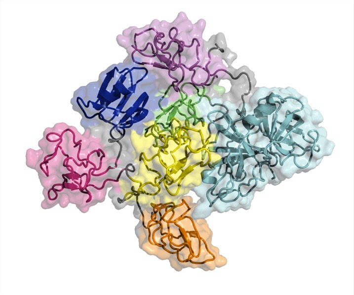 Structure of plasmin.