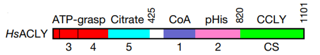 Domain organization of human ACLY