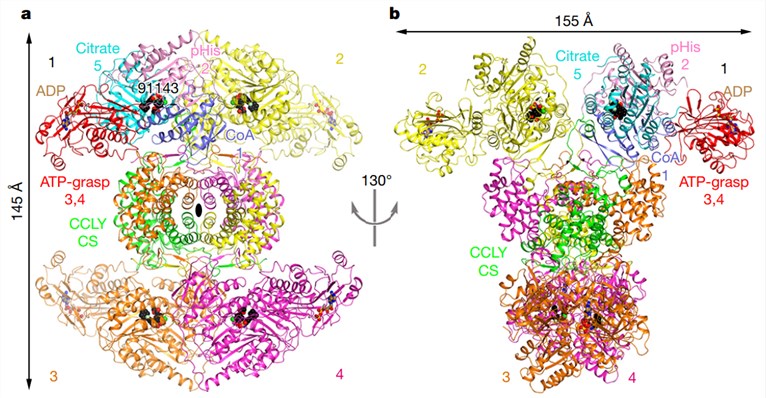 Structure of the human ACLY tetramer in complex with NDI091143 and ADP