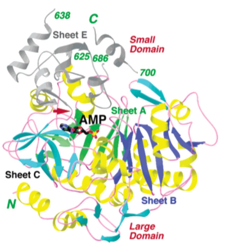 Structure of the monomer of yeast ACS.