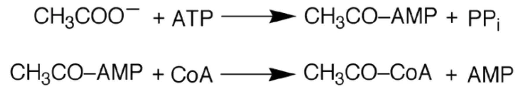 Mechanism of human arginase I.