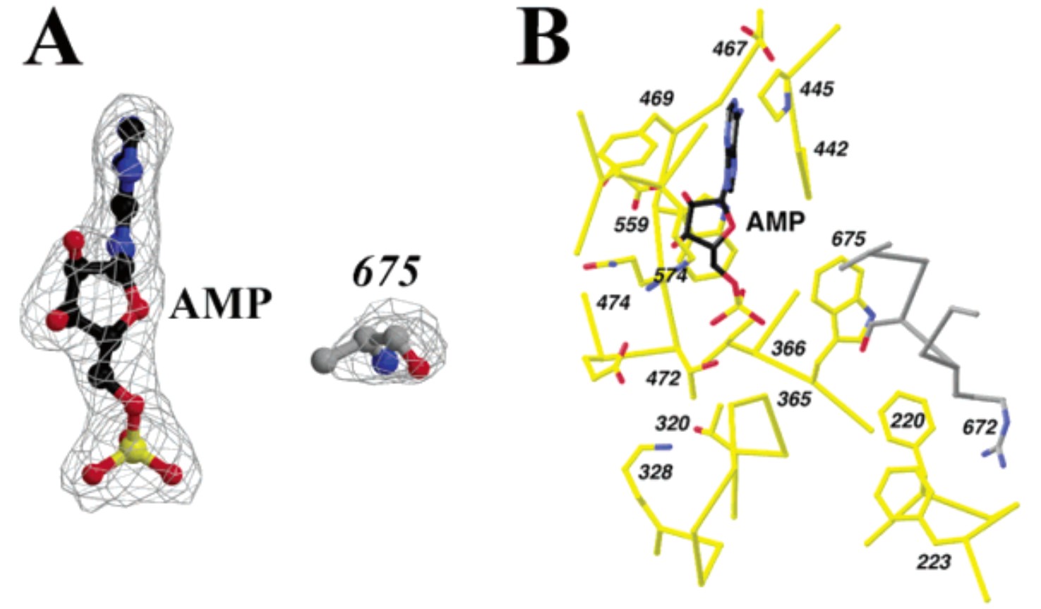 Binding mode of AMP.