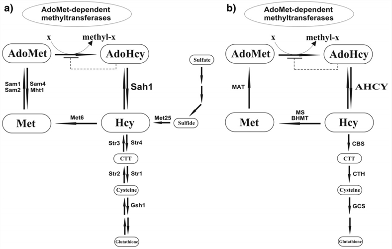 AdoMet-dependent methylation: the role of AdoHcy and S-adenosyl-L-homocysteine hydrolase a) in yeast and b) in mammals