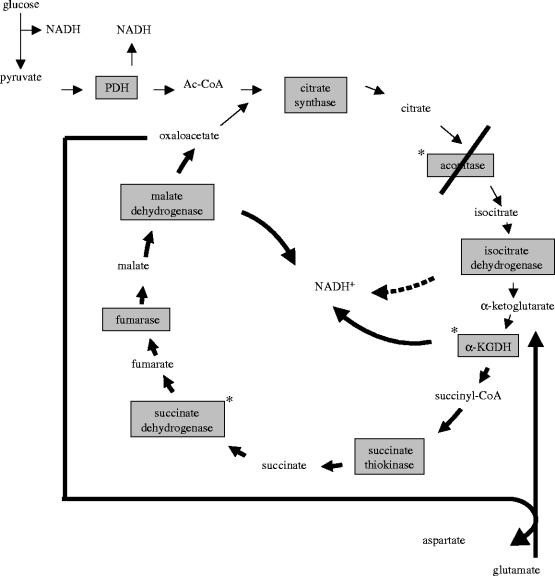 Metabolic flux in the Krebs cycle during oxidative stress when aconitase is completely inactivated 