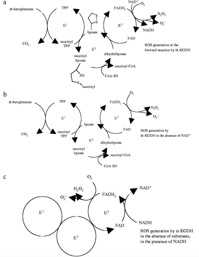 Generation of reactive oxygen species by α-KGDH