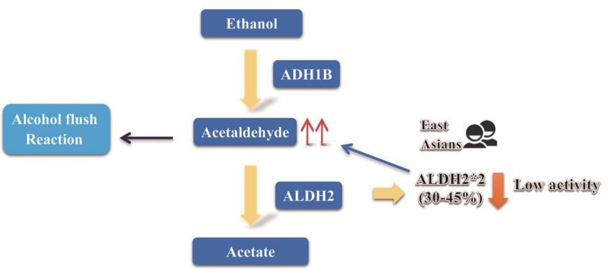 Alcohol metabolism and enzymes that strongly impact alcohol consumption.