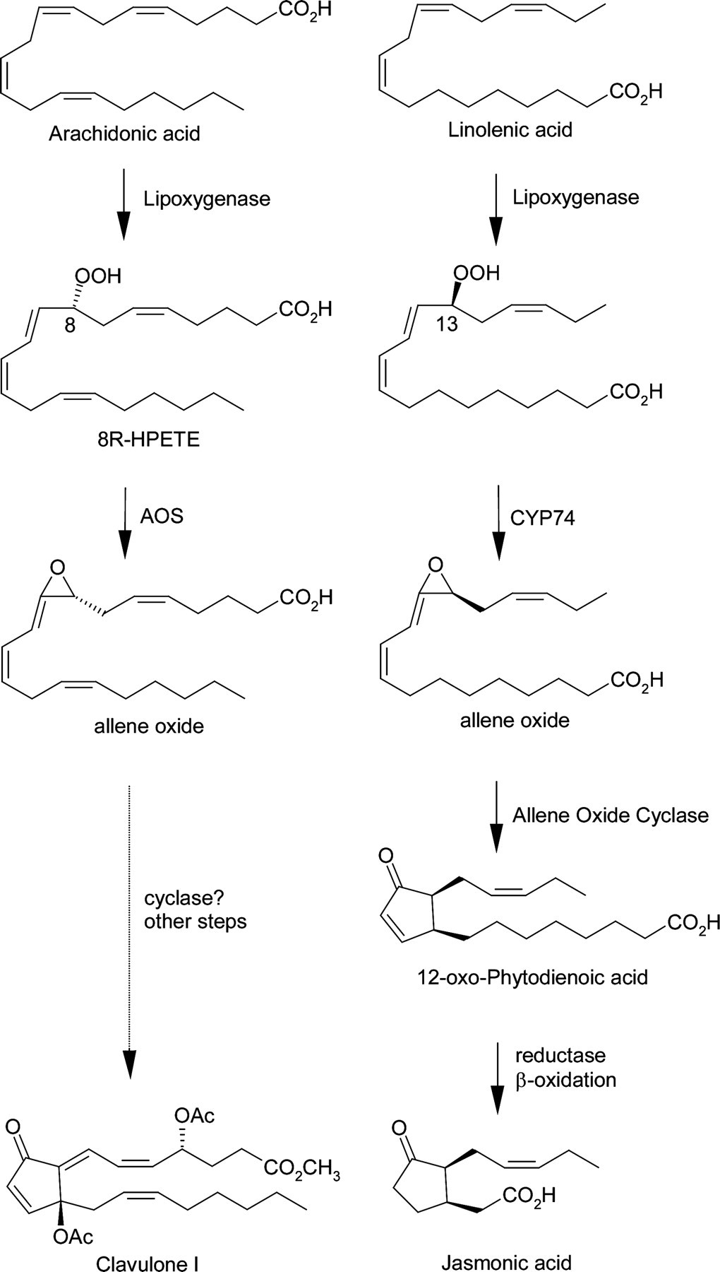 Comparison  of allene oxide biosynthesis in coral and plants