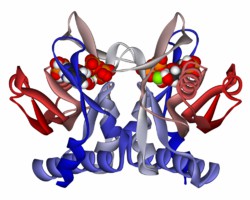 Structure of APRT.