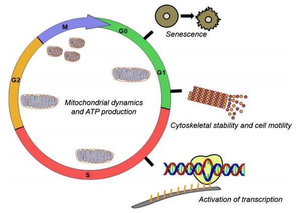 Schematic overview of the non-mitotic roles of AURKA with relevance for cancer