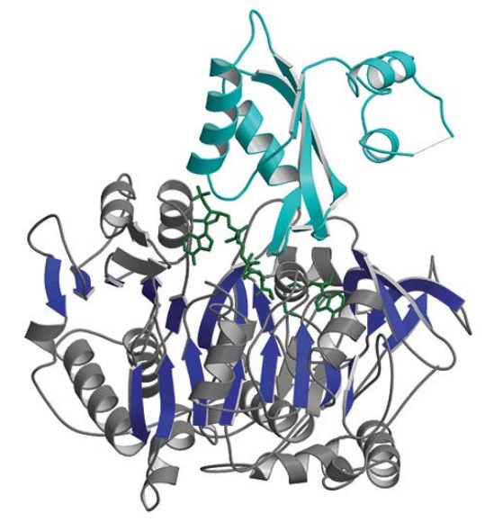 Structure of S. enterica Acs