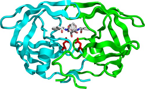 Protein structure of acid protease.