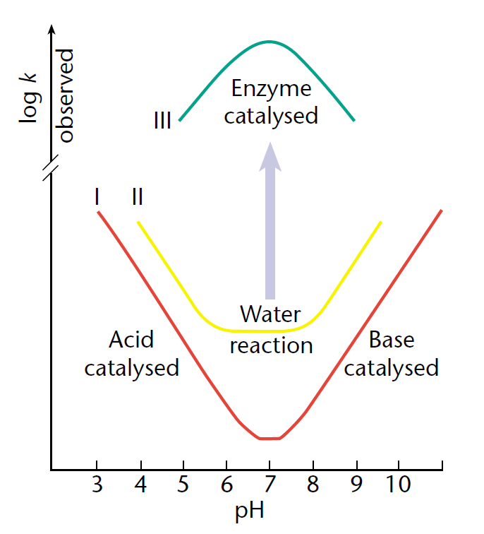 Specific acid–base catalysis and enzyme catalysis compared.