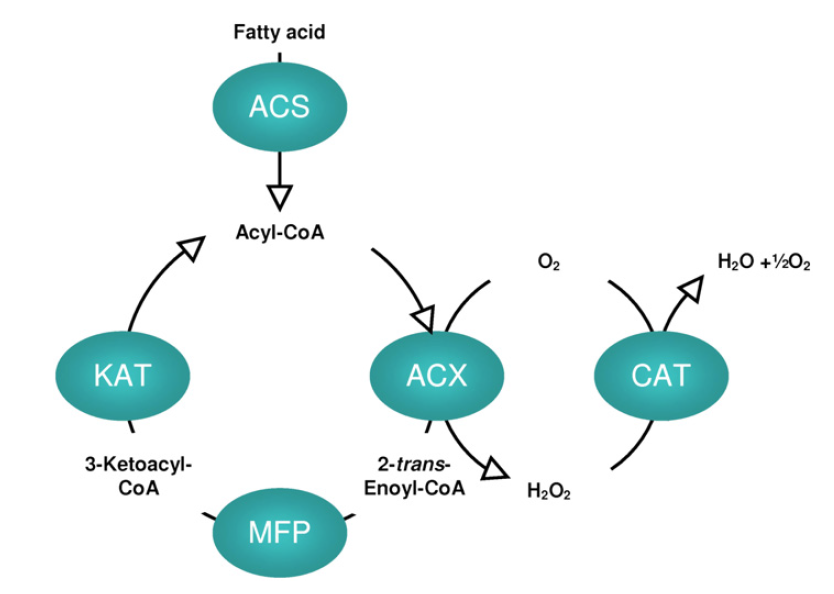 Acyl-CoA Oxidase