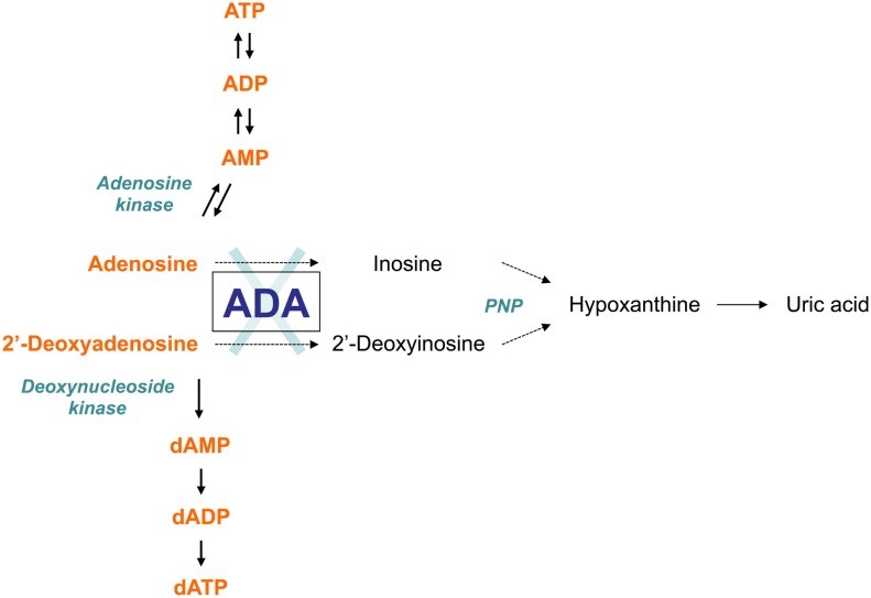 The adenosine deaminase (ADA) metabolism
