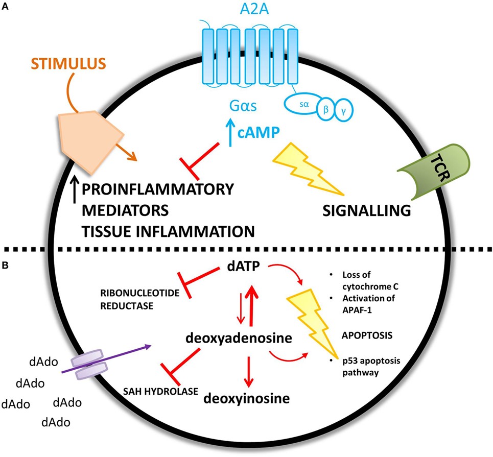 ADA deficiency leads to an accumulation of adenosine (A) and deoxyadenosine (B) - different mechanisms are proposed for the increased concentration of each metabolic substrate