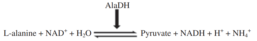 AlaDH-catalyzed forward and backward reaction