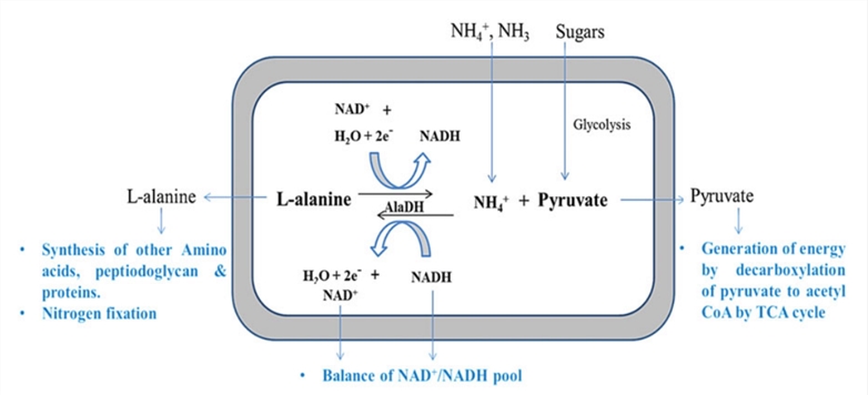 Function of AlaDH in microorganisms by oxidative deamination of L-alanine in forward reaction and reductive amination of pyruvate in backward reactions