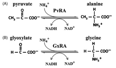 Reactions catalyzed by AlaDH