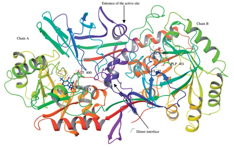 Pictorial view of the Bacillus stearothermophilus Alr homodimer (PBD ID: 1SFT)