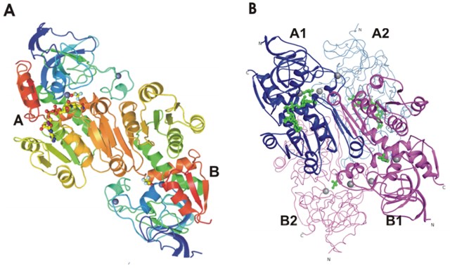 Stereoviews of one asymmetric unit, an AB dimer, and of the biologic AB:AB tetramer in a back-to-back orientation