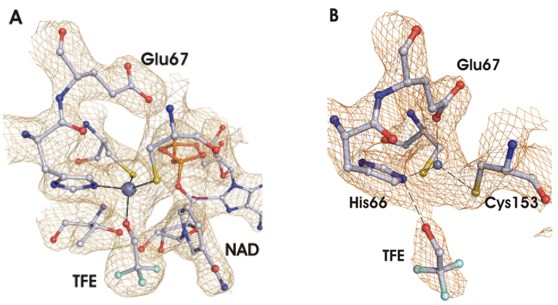 Two different types of coordination of the catalytic zinc