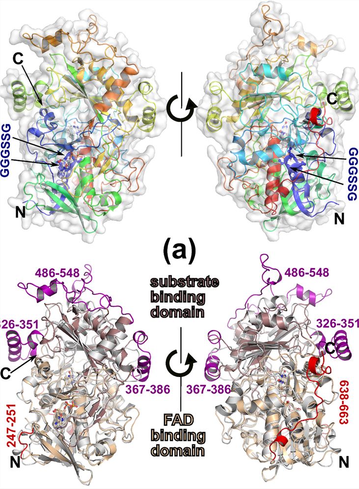 The structure of one <em>P. pastoris</em> AOX1 subunit.