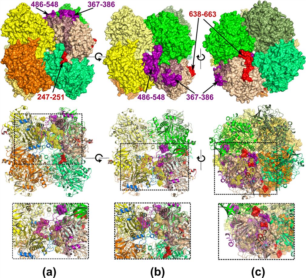 The quaternary structure of P. pastoris