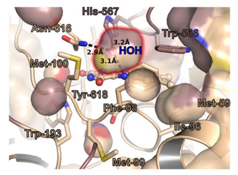 The active site of AOX1.