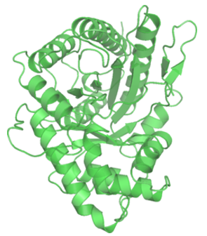 Aldolase