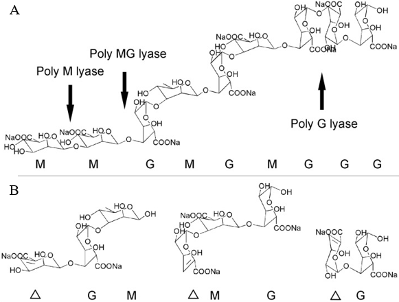 The substrate specificity of alginate lyase and structures of degradation products