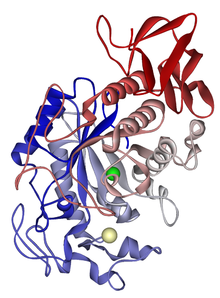 Protein structure of amylase.