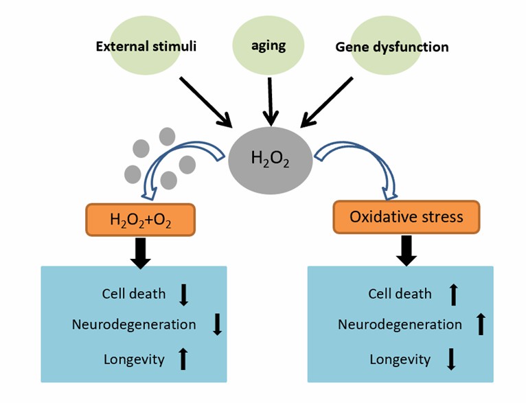 Antioxidant property of Fe3O4 nanozymes to ameliorate ROS induced neurodegeneration. - CD BioSciences