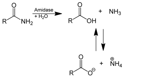 Hydrolysis of an amide.