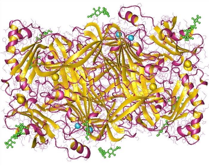 Structure of Primary-amine oxidase.