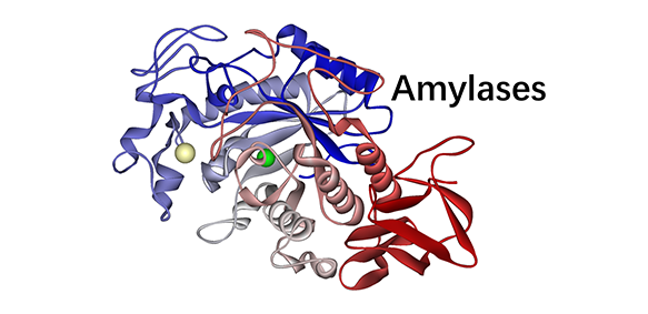 Amylases