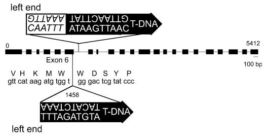 Structure of the dpe2-1 and dpe2-2 loci
