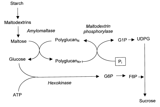 Hypothetical  pathway for transitory-starch breakdown and conversion to sucrose
