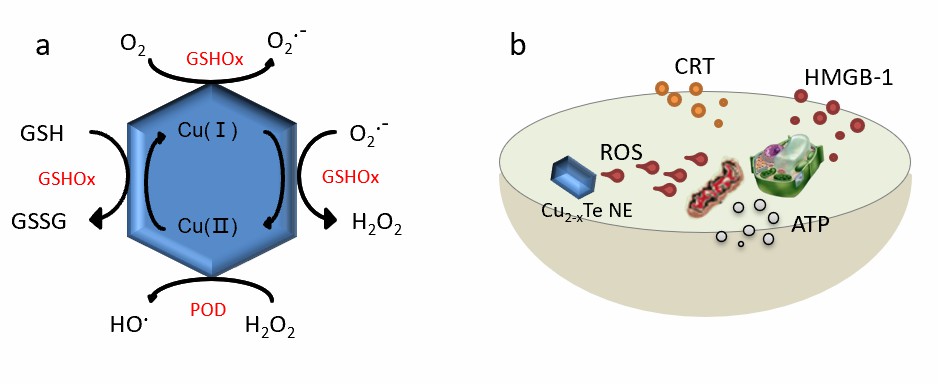 Cu2−xTe nanozyme for catalytic immunotherapy. (a) Proposed cascade reactions catalyzed by Cu2−xTe nanozyme. (b) Scheme of the nanozyme-induced immunogenic cell death under the excitation of NIR-II. - Creative Enzymes