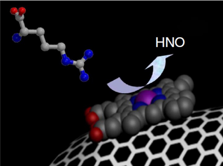 Grapheme-hemein-glucose oxidase nanozymes for biomimetic generation of HNO. - Creative Enzymes
